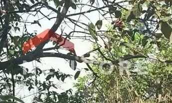 Imagem 6: Lote em Rua Bartolomeu Bueno de Gusmão - Aeronautas - Lagoa Santa/MG