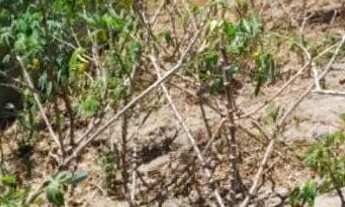 Imagem 6: Terreno no Recanto do Sol São Pedro da Aldeia