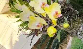 Imagem 2: Casa para Locação em Santana de Parnaíba, Tamboré, 5 dormitórios, 5 suítes, 8 banheiros, 4