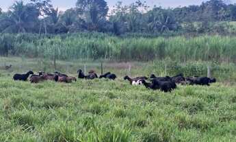 Imagem: Fazenda na região do Eixo Forte - Santarém