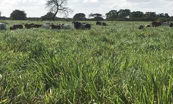 Imagem 4: Fazenda com 460 hectares na região de Bom Jesus top de luxo