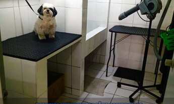 Imagem 5: Pet Shop com Banho e Tosa, na região da ZL/ SP Ref.: 1594