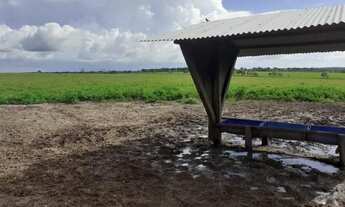 Imagem 4: R$ 3,5 milhões fazenda pronta no asfalto 237 hectares sentido Capanema