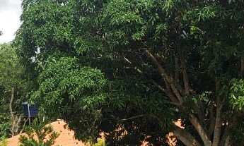 Imagem 7: Chácara de 5,6 hectares no município de Padre Bernardo - Go