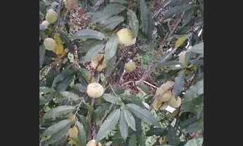 Imagem 3: Sítio em ibiuna