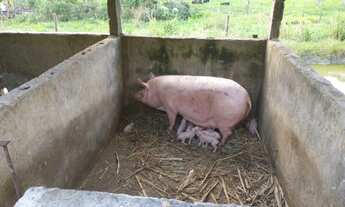 Imagem 4: Cachoeiras de Macacu Rio x Friburgo 18ha