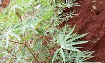 Imagem 2: Terreno à venda, 250 m² por R$ 120.000,00 - São Lucas - Jardinópolis/SP