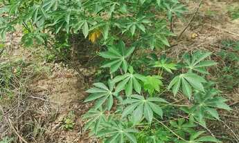 Imagem 5: Terras no sul da Bahia 20 hectares