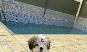 Imagem 2: CASA NO BAIRRO BOSQUE