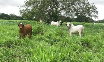 Imagem 5: Fazenda com 460 hectares na região de Bom Jesus top de luxo