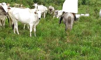 Imagem 2: 150 hectares fazendinha pronta documentada por R$ 2.7 milhões