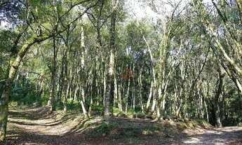 Imagem 3: Sítio na cidade de Canela!