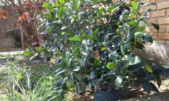 Imagem 7: Casa com 3 quartos em Campeche - Florianópolis - SC