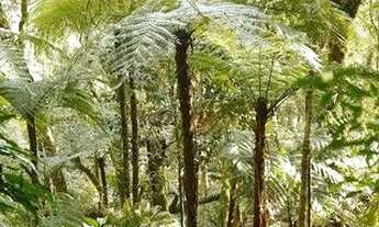 Imagem 2: Sítio na cidade de Canela!