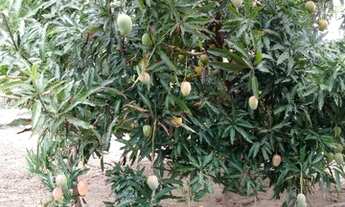 Imagem 2: Vendo terreno Terreno / lote com venda por R$110.000