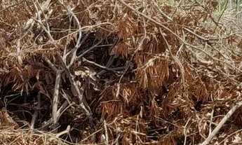 Imagem 7: Chacarinha de mil com casinha