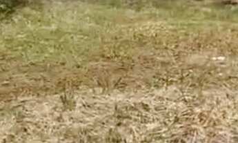 Imagem 2: Vende-se 2 casas ?terrenos do lado