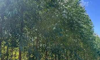 Imagem 5: Fazenda 404 hectares Próximo a Salinas/MG