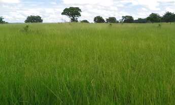 Imagem 3: Fazenda Amorinopolis