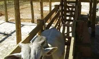 Imagem: Fazenda/Sítio/Chácara para venda tem 38.8
