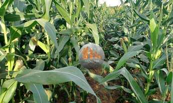 Imagem: Fazenda com 2 dormitórios à venda, m²