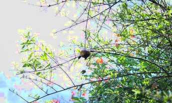 Imagem 6: Casa independente com 3 cômodos, amplo terreno em Embu das Artes