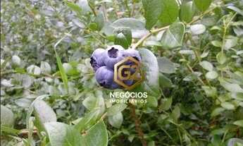 Imagem 7: Sítio com 4 dormitórios à venda, 200000 m² por R$ 3.600.000,00 - Sorocamirim - Ibiúna/SP