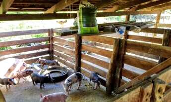 Imagem 6: 20 Alqueires Município de Santa Isabel