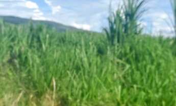 Imagem 2: Fazenda buritis MG proximo a cidade escriturada formada muita água