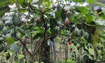 Imagem 3: Chácara contendo cerca de 800m² na região de Marmelópolis- Sul de Minas Gerais