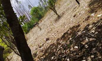 Imagem 3: Chácara próximo a Bonfinópolis