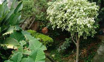 Imagem 3: Terreno na Vila Formosa