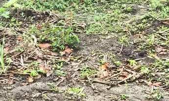 Imagem 2: Imóvel para venda possui 1000 metros quadrados em Lameirão - Guarapari - ES