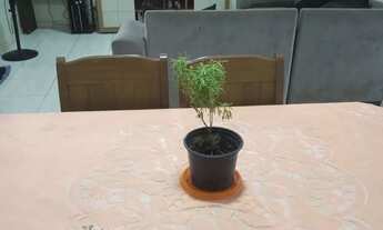 Imagem 5: Vende-se Casa em Caracaraí, 3 quartos, sendo uma suíte