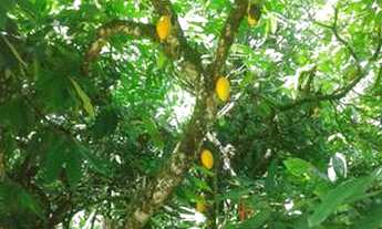 Imagem 5: Fazenda em são josé da vitória