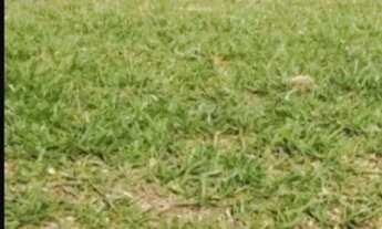 Imagem 4: AREA - VILA GUILHERME - SP