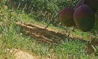 Imagem 5: Chácara com 3 mil metros, no município de Curvelo nas proximidades da cachoeira do choro