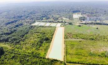 Imagem 3: Venda /Fazenda, Peixe, Alevinos Pres. figueiredo