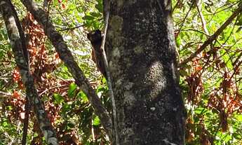 Imagem 5: Fazenda/Sítio/Chácara Bela Vista de Goiás