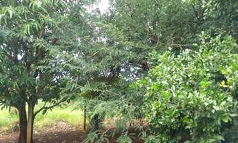 Imagem 3: Chácara para venda possui 99 metros quadrados com 3 quartos