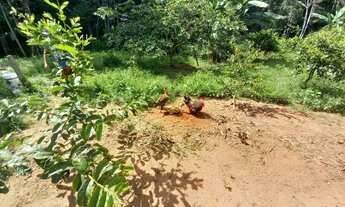 Imagem 2: Granja com água e luz