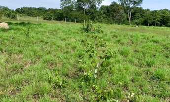 Imagem: Fazenda em Almas-TO. 80 alqueires