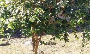 Imagem 7: Casa no quiriri Casa com 2 dormitórios