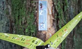 Imagem 2: Fazenda Legalizada em Rorainópolis-RR | Área de Mata