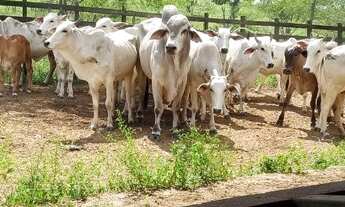 Imagem: Ótima Fazenda com 290 hectares próximo