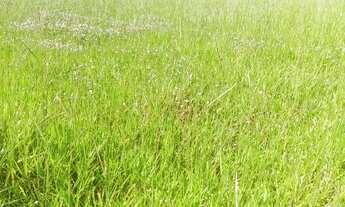 Imagem 6: Chacara em Guapo 15 mil de entrada a 35 km de Goiania 30 km da Eternit terra plana aceito