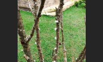 Imagem 4: EXCELENTE CASA NOVO HORIZONTE