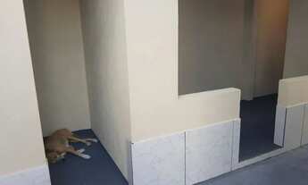 Imagem: Aluguel na Cidade Nova 6