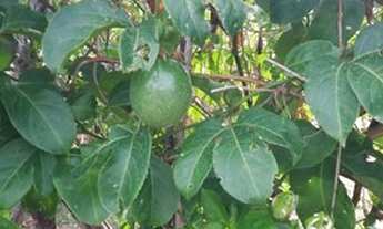 Imagem 7: Vende-se ou troca Chácara