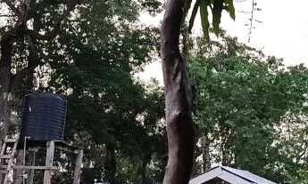 Imagem 7: FAZENDA EXCLUSIVA COM PÉ NA ÁGUA NO RIO TACUTÚ: OPORTUNIDADE ÚNICA EM BONFIM (RR-206